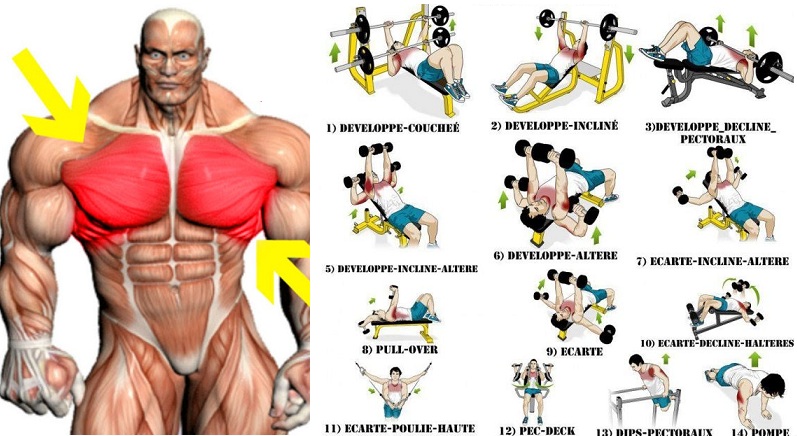 chest excercise